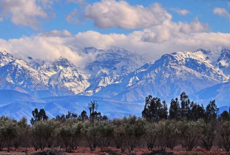 Sommets enneigés du Haut Atlas sous un ciel nuageux, avec les contreforts dans la brume bleue et une oliveraie à terre rouge au premier plan, près de Marrakech