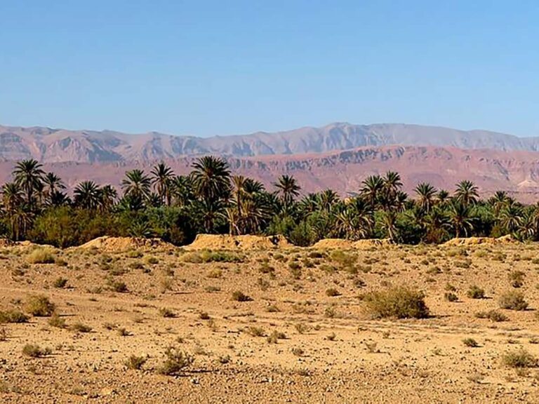 Palmeraie verdoyante du Tafilalet alimentée par khettara, avec monticules de puits au premier plan et l'Atlas en arrière-plan