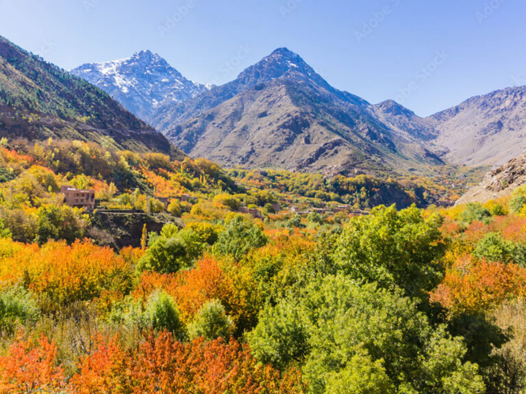 Feuillage d'automne orange et doré dans une vallée du Haut Atlas marocain, sommets enneigés en arrière-plan sous un ciel bleu
