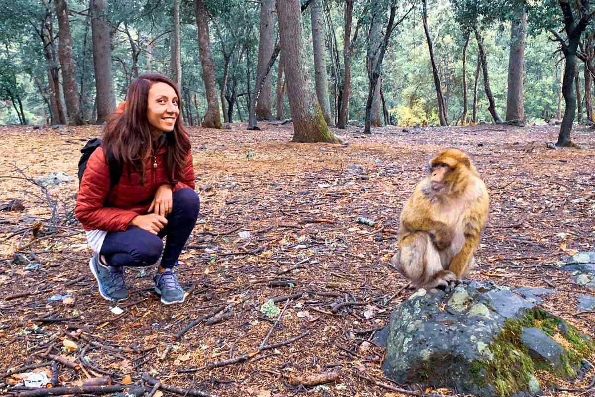 Meeting the wild Barbary macaques in the cedar forests of Azrou — a day-three stop on the way to Fes.