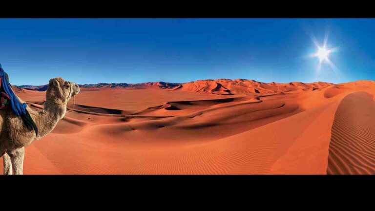 Un chameau sellé devant les vastes dunes orange de l'Erg Chebbi sous un ciel bleu éclatant, à Merzouga