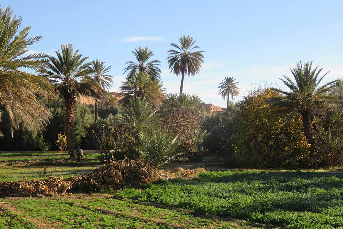 The lush palm-grove oasis of Tinghir, walked on day two before the Todra Gorge.
